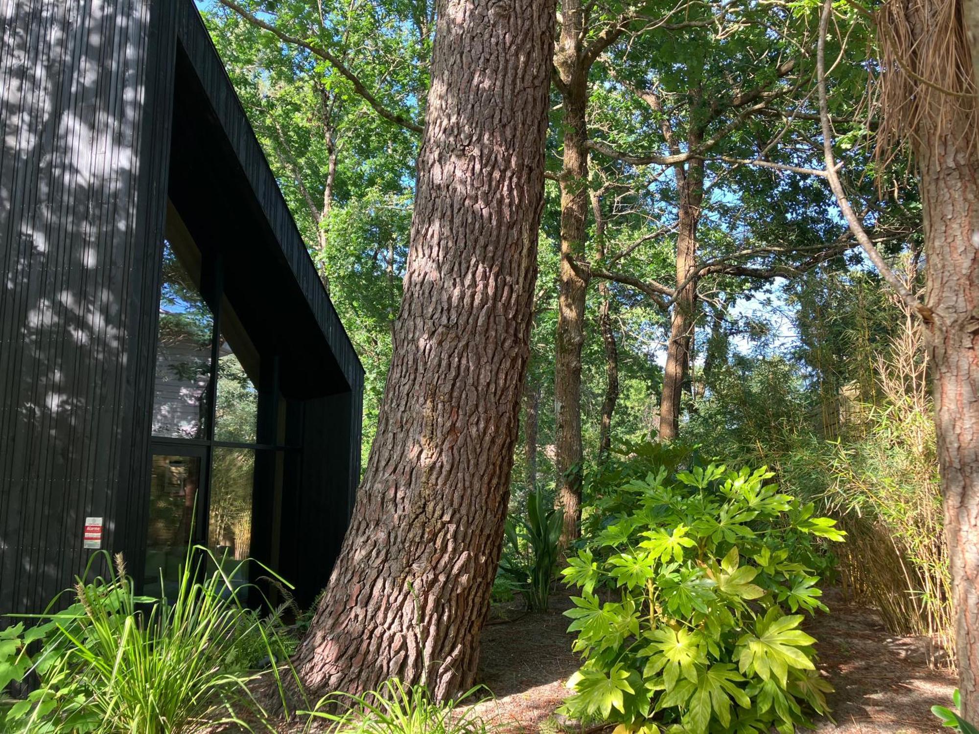 Nouveau - Ecolodge 'Calme Et Nature' - Avec Piscine Au Golf-Lac De Biscarrosse - Couchage 2 Personnes エクステリア 写真